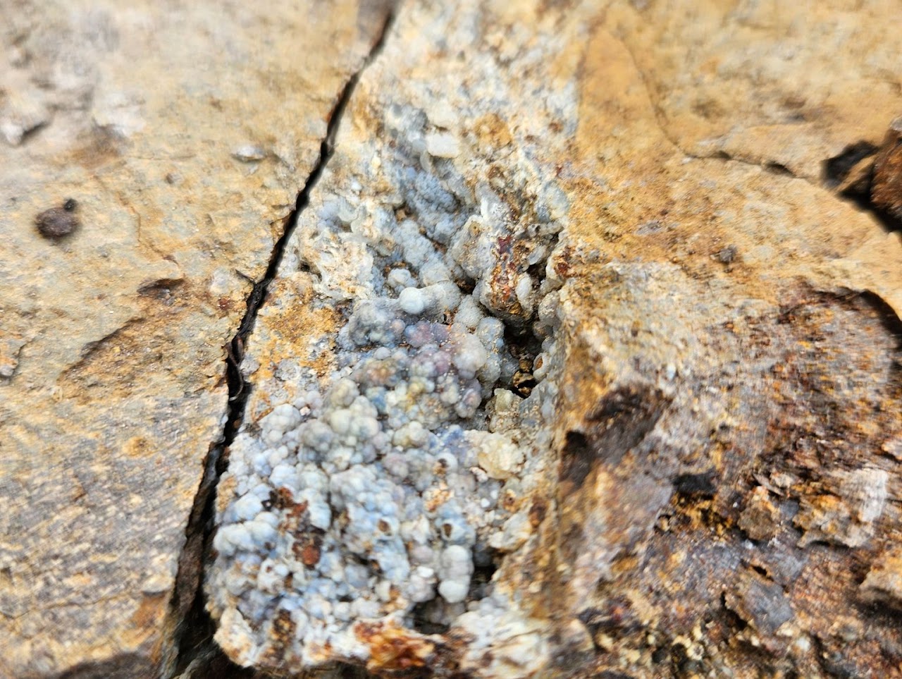 Clutch Opal-Diatomite Project opal or agate field photo